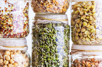 A selection of seeds sprouting in a jar.