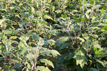 Planting vegetables.