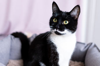 Find your purrfect match at the cat cafe.