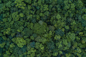 Top shot of a forest.