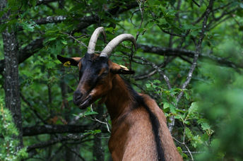 A goat eating leaves in the forest