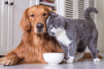 There's a lot to be learned from your pets.