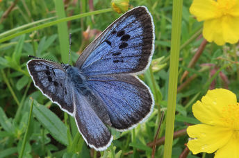 Large blue butterfly is basking among Rockrose in a new colony.