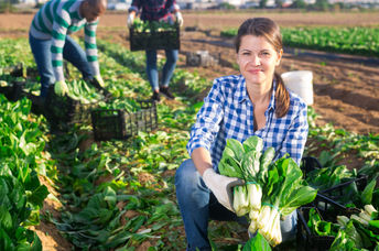 A team of volunteers glean fresh chard from the field.