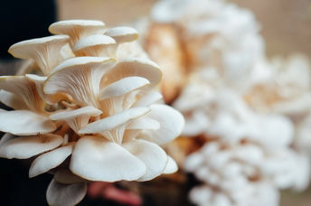 Mushrooms.