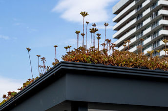 Living roof bus stations in Utrecht.