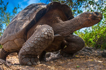 Galapagos Tortoise.