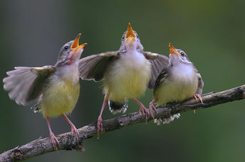 Yellow Wagtail singing on a tree branch