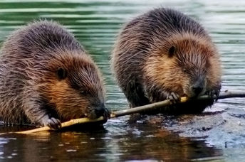 Beaver dams are good for the environment.