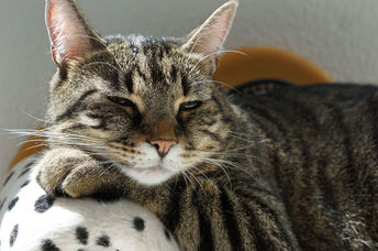 This couch potato cat has a new home.