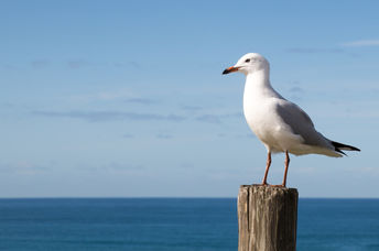 Seagull.