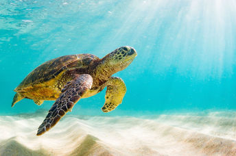 Sea turtle.