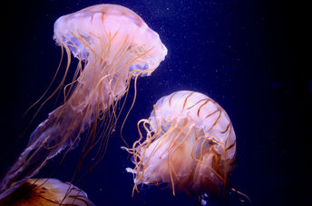 Jellyfish.