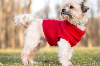 Shih Tzu dog wearing a warm sweater.