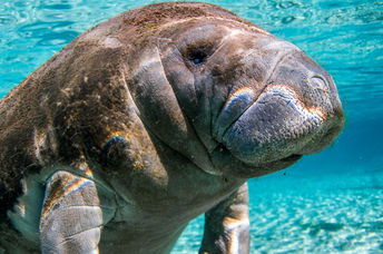 Manatee.