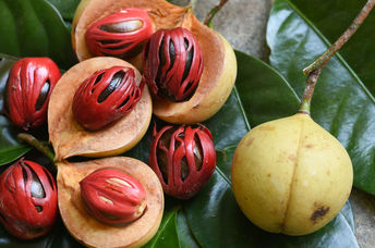 Nutmeg seeds are used whole or ground into a powder.