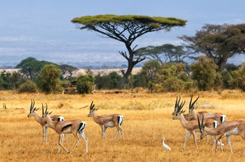 Gazelles in Kenya.