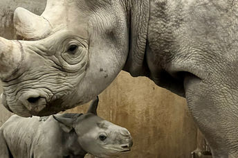 This endangered eastern black rhinoceros calf was born at The Kansas city Zoo.