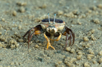 the inspiration for the new vision system came from the fiddler crab.