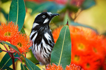 New Holland Honeyeater.
