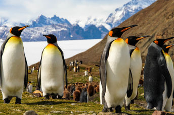 King penguins.