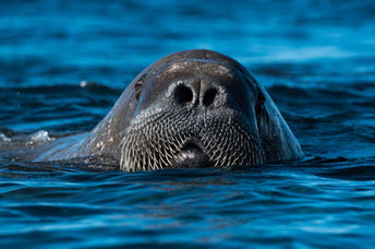 Walrus in the Arctic