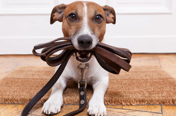 This pooch is ready to go for a walk.