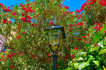 Blooming trees in the city.
