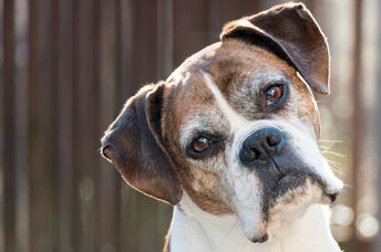 Cute senior boxer dog.