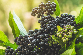 Clusters of black elderberry fruit.