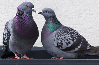 Pigeons are very intelligent birds.