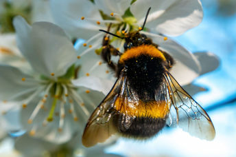 Bumblebees are very intelligent.