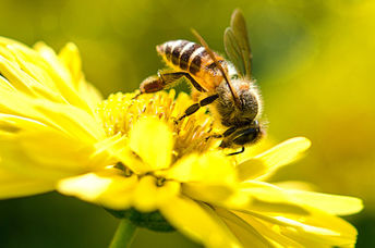Bee on a yellow flower.