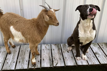 Besties Cinnamon the goat and Felix the dog can stay together!