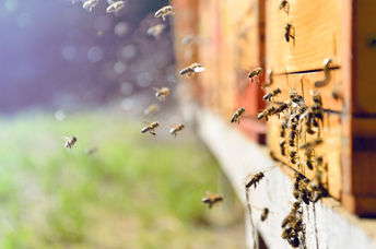 Bees are endangered.