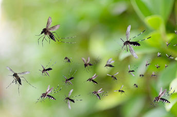 Mosquitos flying in the sunlight.