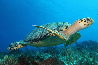 Close-up of a  baby turtle in the sea.