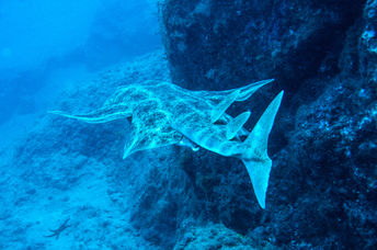 Angel shark swimming in the ocean.
