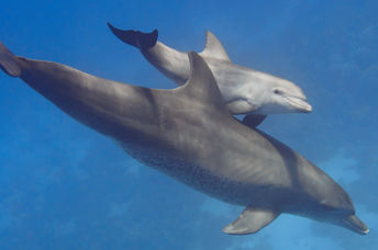 Bottlenose dolphin mother and baby.