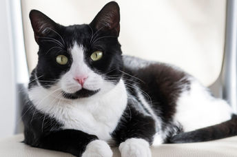 Black and white housecat.