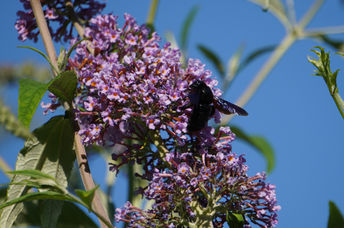 This native bee is in its natural habitat.