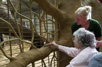 Kay Day feeding an elephant at the zoo.