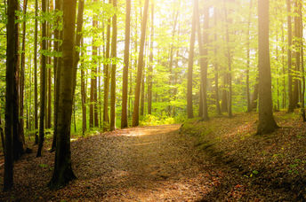 Forest trees with sidewalk of fallen leaves
