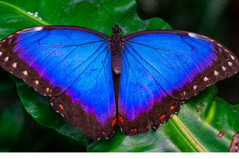 Morpho butterfly wings inspired the new cooling film.