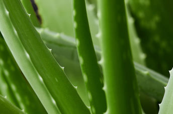 Aloe vera plants.