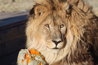 Reuben is his new home at the animal sanctuary.