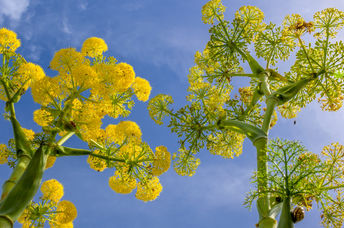Flowering Ferula communis, against blue sky.