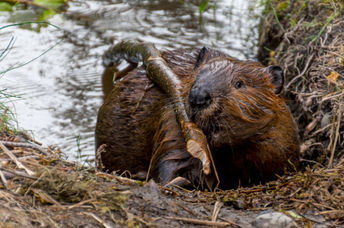 Beavers building a dam.