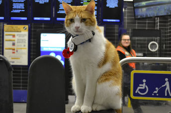 Nala at the train station.