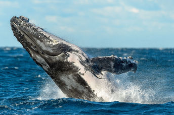 Humpback whale breaches near Sydney, Australia.